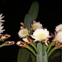 Patricia Schenkel Photo 7