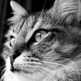 Cathy Cranford Photo 11