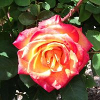Rosemary Peterson Photo 22