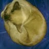 Ella Young Photo 30