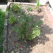 Helen Rose Photo 14
