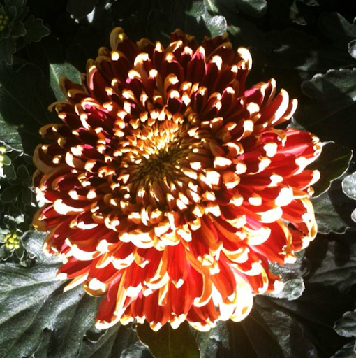 Lisa Cooper Photo 33