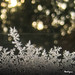 Jack Lacy Photo 4