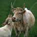 Taurus Green Photo 3