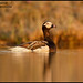Glenn Long Photo 11