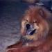 Fred Chow Photo 11