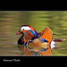 Mark Corsi Photo 7