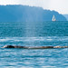 Everett Gray Photo 10