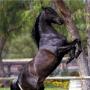 Ferdinand Vargas Photo 12