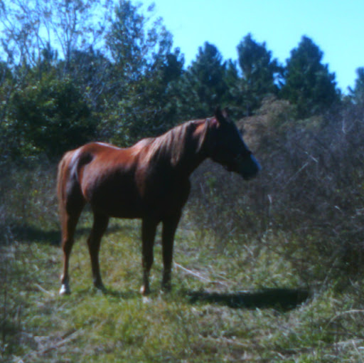 Dallas Graham Photo 15