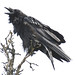 Wind Raven Photo 2