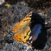 Cynthia Paas Photo 3