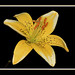 Lily Fife Photo 7