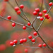Cheryl Berry Photo 5