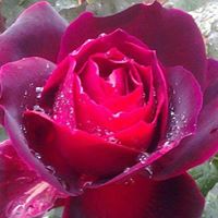Carmen Ramirez Photo 23