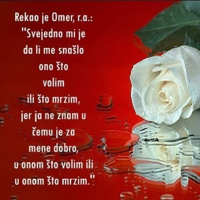 Sanel Hodzic Photo 11