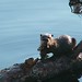 Larry Otter Photo 7