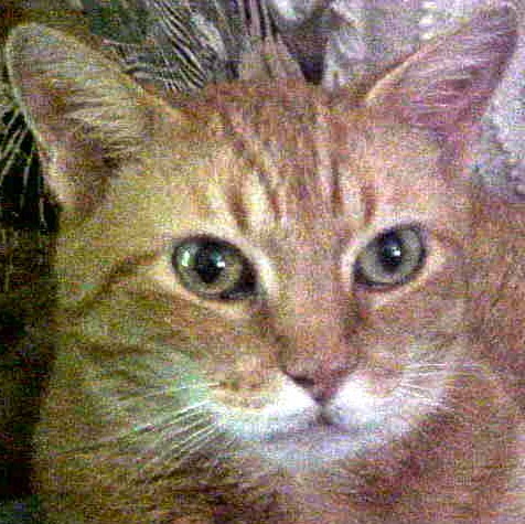 Kurt Shinkle Photo 2