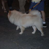 Xu Cheng Photo 18