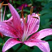 Sharon Sauer Photo 27