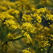 Deborah Teas Photo 2