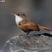 Douglas Wren Photo 8