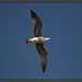 Jonathan Livingston Photo 13