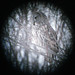 Jeffery Gray Photo 12