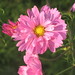Michael Cosmos Photo 9