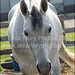 Yolanda Gray Photo 10
