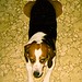 Brian Beagle Photo 10