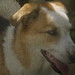 Tim Collie Photo 9