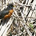Robin Rush Photo 9