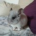 Blanca Chinchilla Photo 8