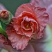 Tracy Flowers Photo 11