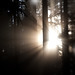 Forest Curtis Photo 3