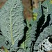 Kale Gray Photo 7