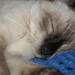 Angel Gato Photo 8