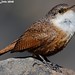 Douglas Wren Photo 5