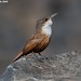 Douglas Wren Photo 10