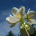 Jasmine White Photo 12