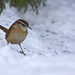Caroline Wren Photo 5
