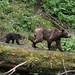 Bear Brown Photo 2