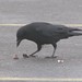 Candy Crow Photo 7