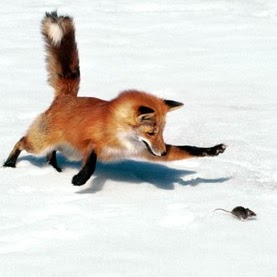 Rhonda Fox Photo 8
