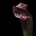 Judith Fox Photo 12