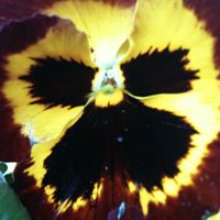 Lori Davidson Photo 42