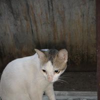 Anirudh Srinivasan Photo 12
