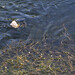 Rise Brown Photo 7