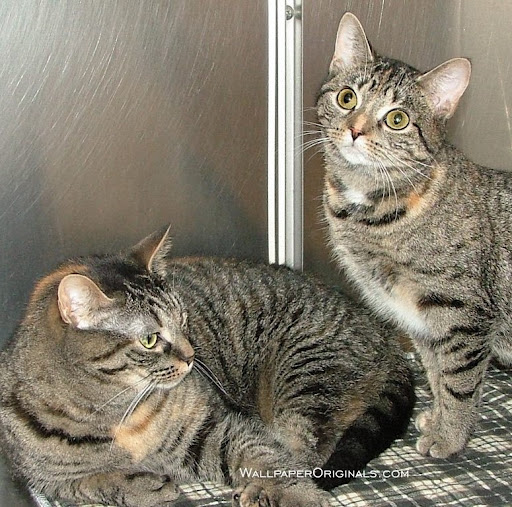 Kitty Grey Photo 9